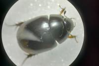 Sphaeridium