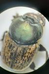 Onthophagus vacca