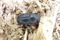 Phylan abbreviatus