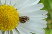 Tytthaspis sedecimpunctata