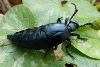 Meloe violaceus