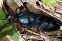 Meloe violaceus