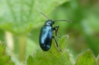 Oulema gallaeciana