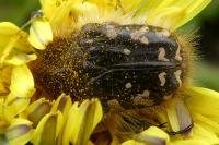 Tropinota hirta