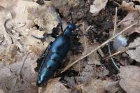 Meloe violaceus