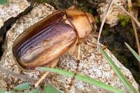 Rhizotrogus aestivus