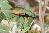 Carabus auratus