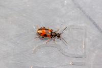 Anthicus antherinus