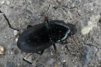 Harpalus dimidiatus