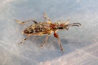 Rhagium inquisitor