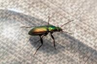 Poecilus cupreus