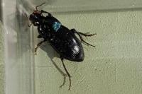Harpalus dimidiatus