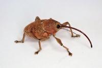 Curculio glandium