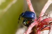 Byctiscus populi