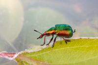 Byctiscus populi
