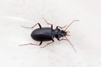 Nebria salina