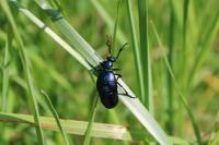 Meloe violaceus