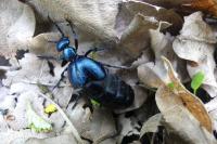 Meloe violaceus