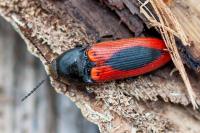 Ampedus sanguinolentus