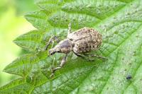 Liophloeus tessulatus