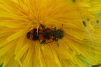 Trichodes alvearius