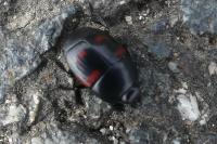 Hister quadrimaculatus