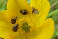 Tytthaspis sedecimpunctata