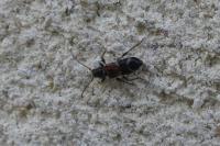 Poecilium alni