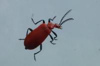 Pyrochroa serraticornis