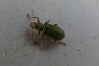 Pachyrhinus lethierryi