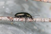 Poecilus