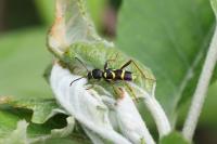 Clytus arietis