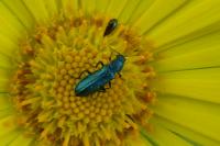 Psilothrix viridicoerulea