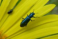 Psilothrix viridicoerulea