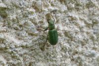 Pachyrhinus lethierryi