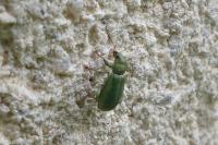 Pachyrhinus lethierryi