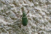 Pachyrhinus lethierryi
