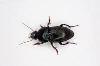 Harpalus dimidiatus