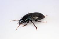 Harpalus dimidiatus