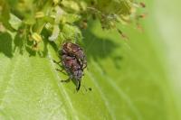 Bradybatus kellneri