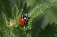 Coccinella septempunctata