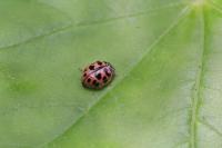 Oenopia conglobata