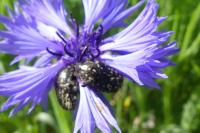 Oxythyrea funesta