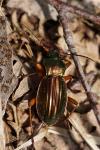 Carabus auratus