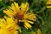 Oxythyrea funesta