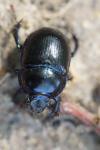 Anoplotrupes stercorosus