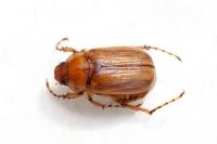 Amphimallon majale