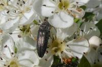 Cidnopus pilosus