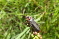 Cantharis fusca