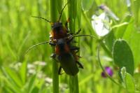 Cantharis fusca